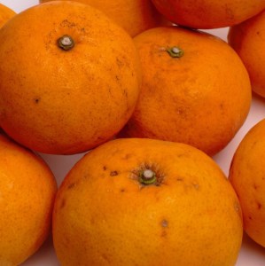 ＜4月より発送＞家庭用 甘夏柑7.5kg+250g（傷み補償分）◇【初夏のみかん・旬の果物】【有田産】【光センサー食べ頃出荷】【わけあり・訳あり】 ※北海道・沖縄・離島への配送不可 ※2026年4月上旬～5月下旬頃に順次発送予定