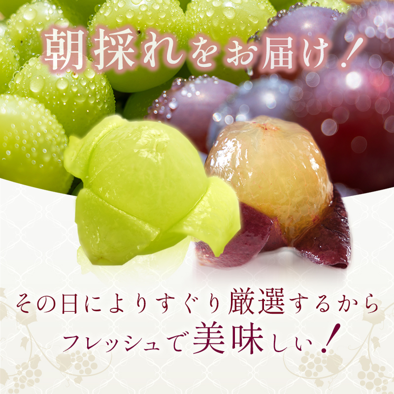 9月限定｜採れたて旬のぶどう 食べ比べ 約4kg（4～5房）シャインマスカット入り セット 詰め合わせ 産地直送 フルーツ 兵庫県 加西市