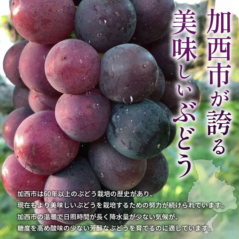 9月限定｜採れたて旬のぶどう 食べ比べ 約4kg（4～5房）シャインマスカット入り セット 詰め合わせ 産地直送 フルーツ 兵庫県 加西市