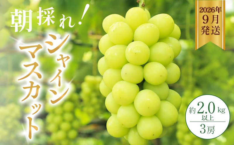 yɌszVC}XJbg 2kgȏi3[ĵ Ԃǂ Zbg lߍ킹 Yn t[c Hׂ_ Ɍ s