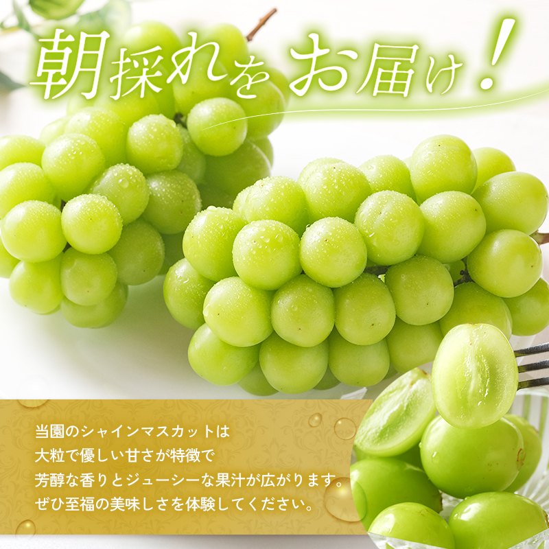 シャインマスカット 約2kg以上（3房）朝採れ ぶどう セット 詰め合わせ 産地直送 フルーツ 食べごたえ満点 兵庫県 加西市