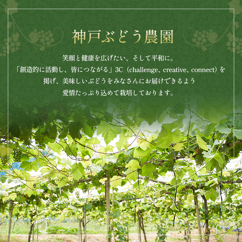 シャインマスカット 約780g以上（1房）朝採れ ぶどう セット 詰め合わせ 産地直送 フルーツ 兵庫県 加西市