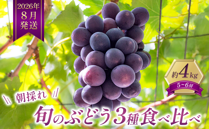 8月限定｜採れたて旬のぶどう 食べ比べ 約4kg（5～6房）セット 詰合せ 産地直送 フルーツ  兵庫県 加西市