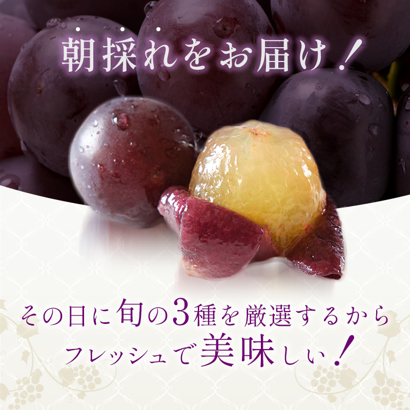 8月限定｜採れたて旬のぶどう 食べ比べ 約4kg（5～6房）セット 詰合せ 産地直送 フルーツ  兵庫県 加西市