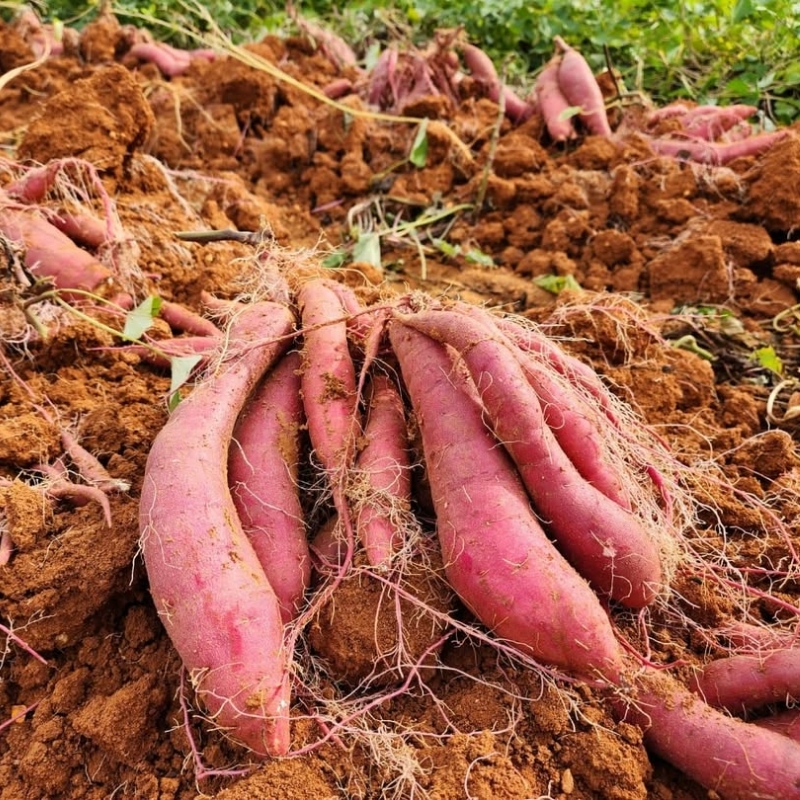 さつまいも 紅はるか 5kg 産地直送 野菜 サツマイモ 芋 焼き芋 赤土 加西市 栄町