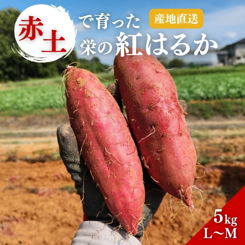 さつまいも 紅はるか 5kg 産地直送 野菜 サツマイモ 芋 焼き芋 赤土 加西市 栄町