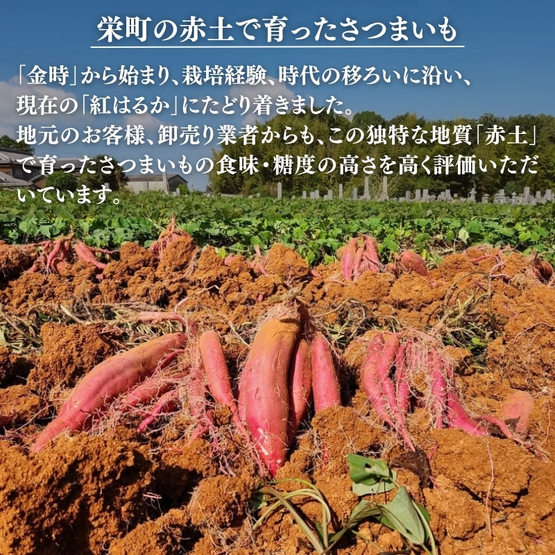 さつまいも 紅はるか 5kg 産地直送 野菜 サツマイモ 芋 焼き芋 赤土 加西市 栄町