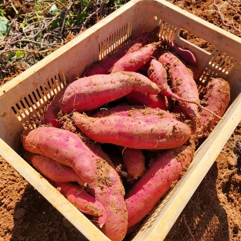 さつまいも 紅はるか 5kg 産地直送 野菜 サツマイモ 芋 焼き芋 赤土 加西市 栄町