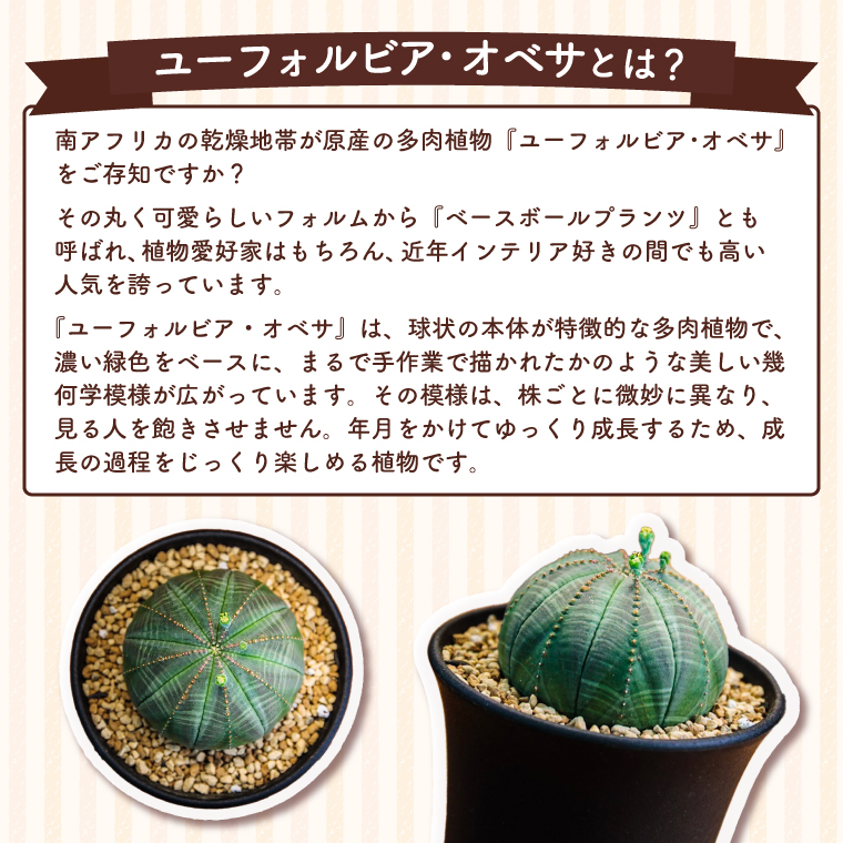 鹿嶋市産　実生ユーフォルビアオベサ（KDR-001）