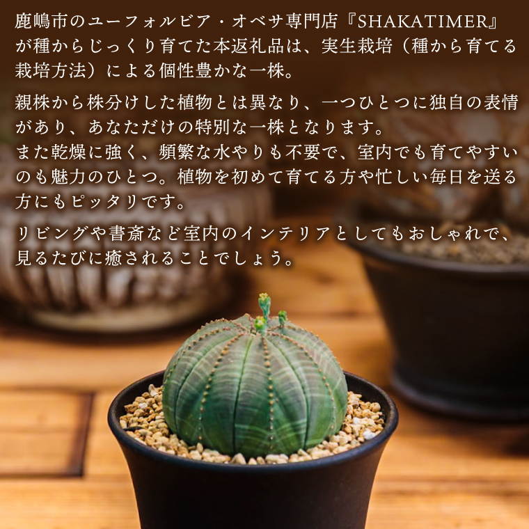 鹿嶋市産　実生ユーフォルビアオベサ（KDR-001）