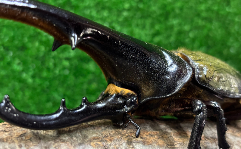 ヘラクレスオオカブト オス メス 成虫ペアセット 130mm以上