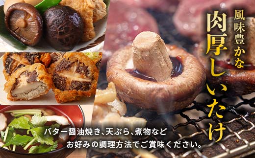 北海道今金町のふるさと納税 【先行予約】原木栽培 生椎茸 約900g 里の恵 しいたけ シイタケ きのこ キノコ 椎茸 野菜 F21W-259