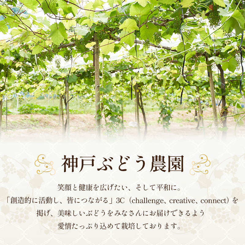 9月限定｜採れたて旬のぶどう 食べ比べ 約4kg（4～5房）シャインマスカット入り セット 詰め合わせ 産地直送 フルーツ 兵庫県 加西市