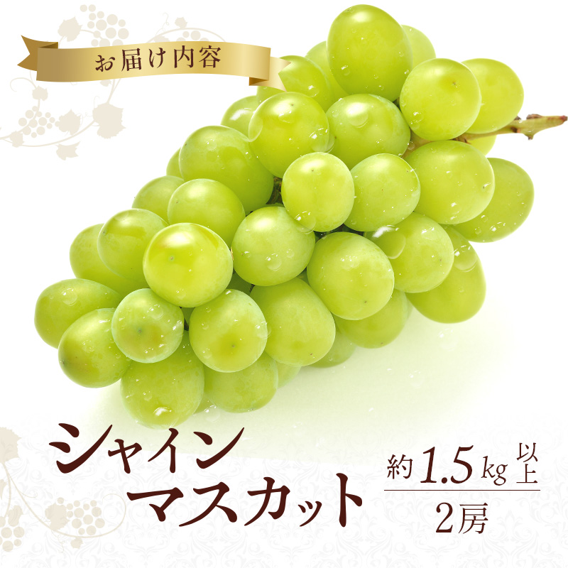 シャインマスカット 約1.5kg以上（2房）朝採れ ぶどう セット 詰め合わせ 産地直送 フルーツ 兵庫県 加西市