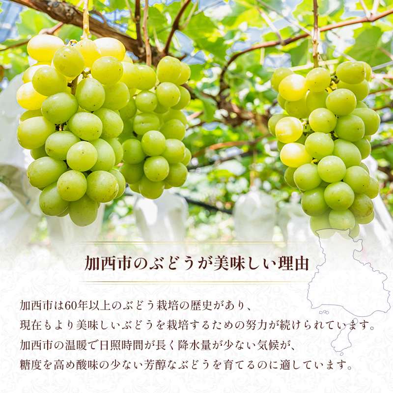 シャインマスカット 約2kg以上（3房）朝採れ ぶどう セット 詰め合わせ 産地直送 フルーツ 食べごたえ満点 兵庫県 加西市