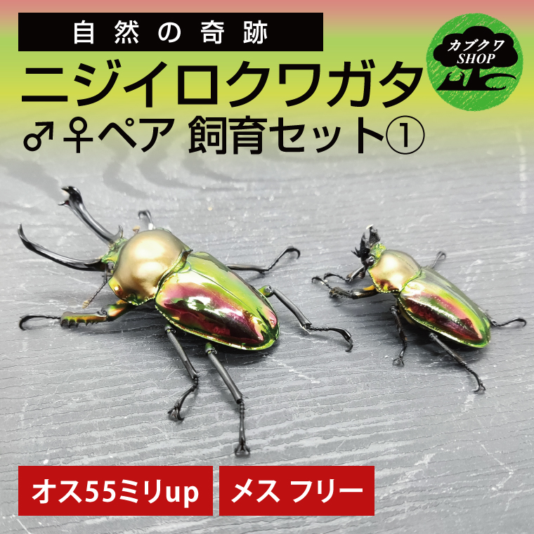 ニジイロクワガタ オスメス ペア飼育セット(1)【クワガタ クワガタムシ 昆虫 虫 国産 飼育 セット 夏休み 自由研究 鹿嶋市 茨城県】（KBY-9）