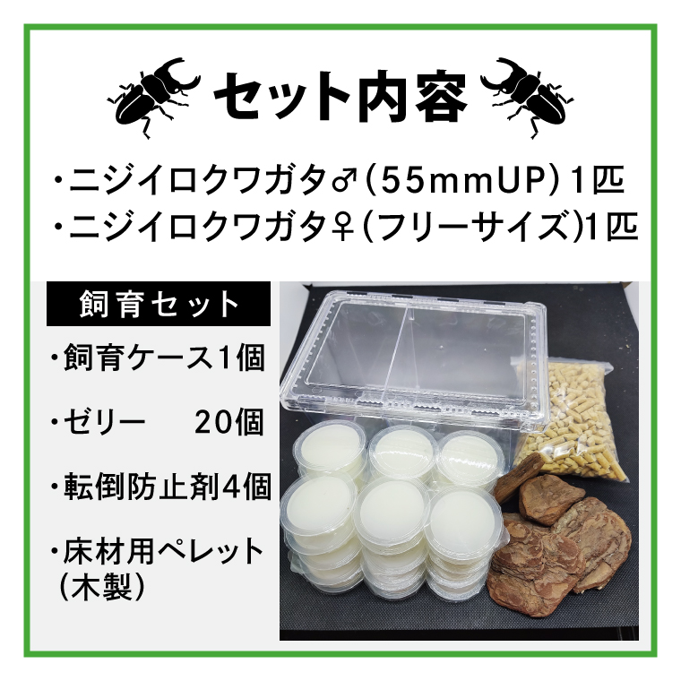 ニジイロクワガタ オスメス ペア飼育セット(1)【クワガタ クワガタムシ 昆虫 虫 国産 飼育 セット 夏休み 自由研究 鹿嶋市 茨城県】（KBY-9）