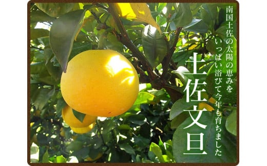 【先行予約】“高知県産”ワケあり土佐文旦（※シミ・キズあり）3kg・サイズおまかせ