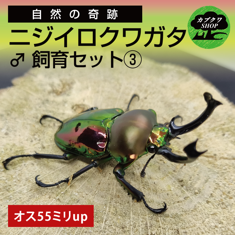 ニジイロクワガタ オス飼育セット(3)【クワガタ クワガタムシ 昆虫 虫 国産 飼育 セット 夏休み 自由研究 鹿嶋市 茨城県】（KBY-11）