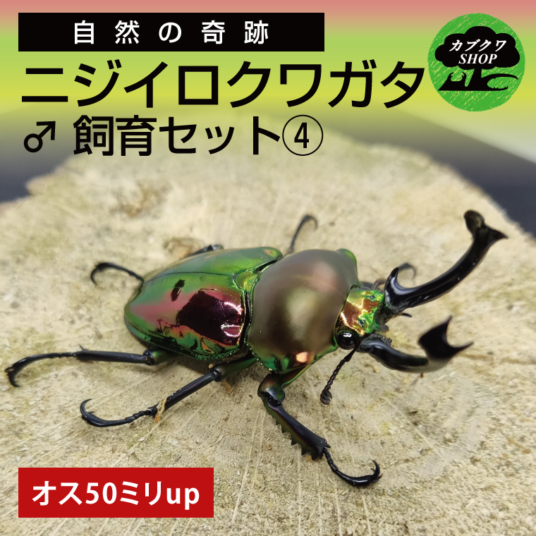 ニジイロクワガタ オス飼育セット(4)【クワガタ クワガタムシ 昆虫 虫 国産 飼育 セット 夏休み 自由研究 鹿嶋市 茨城県】（KBY-12）
