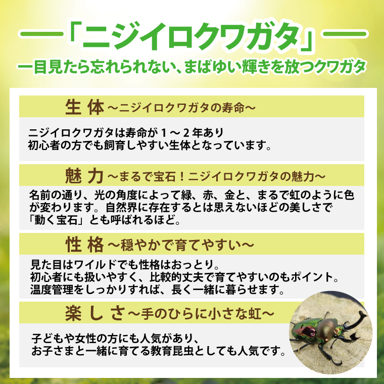 ニジイロクワガタ オス飼育セット(4)【クワガタ クワガタムシ 昆虫 虫 国産 飼育 セット 夏休み 自由研究 鹿嶋市 茨城県】（KBY-12）
