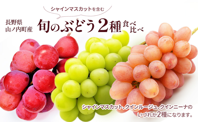 シャインマスカットを含む旬のぶどう2種食べ比べ ぶどう ブドウ 果物 くだもの フルーツ 信州 長野