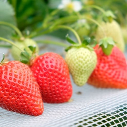 いちご 2月配送 しあわせもん あまおう 化粧箱 1箱 いちご職人 白木のいちご イチゴ 苺 果物 デザート ※配送不可：沖縄・離島