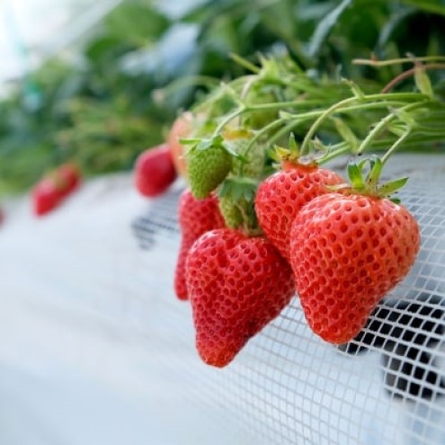 いちご 2月配送 しあわせもん あまおう 化粧箱 2箱 いちご職人 白木のいちご イチゴ 苺 果物 デザート ※配送不可：沖縄・離島