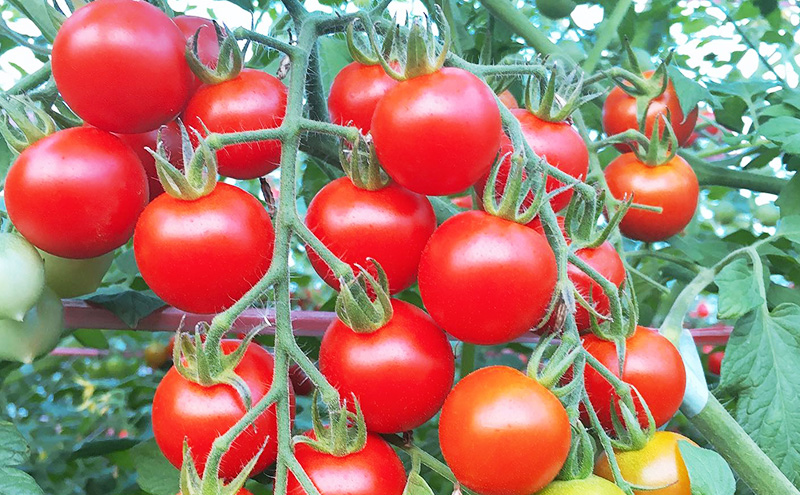 【2026年発送】ミニトマト ほれまる 3kg［松鶴ファーム］野菜ソムリエサミット金賞 トマト ミニトマト プチトマト 野菜 やさい 新鮮 とれたて 甘い 北海道 南富良野