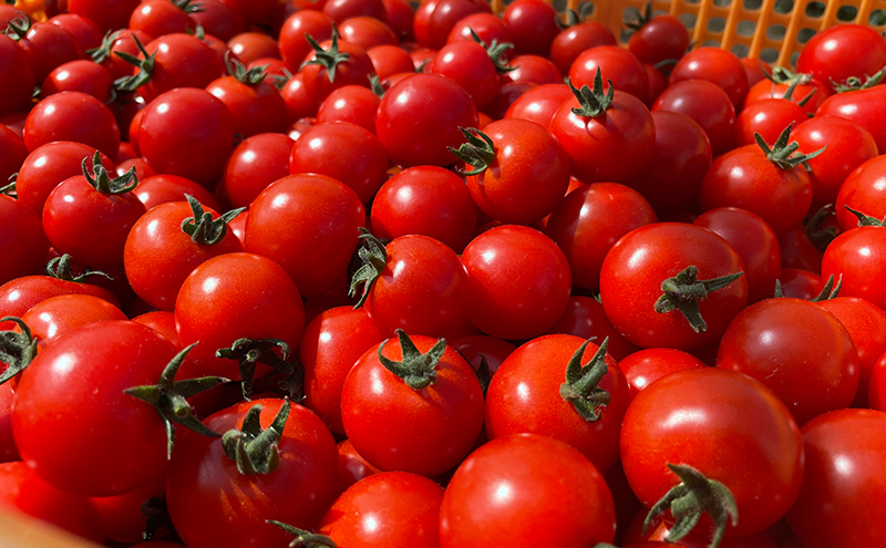 【2026年発送】ミニトマト ほれまる 1kg［松鶴ファーム］野菜ソムリエサミット金賞 トマト ミニトマト プチトマト 野菜 やさい 新鮮 とれたて 甘い 北海道 南富良野
