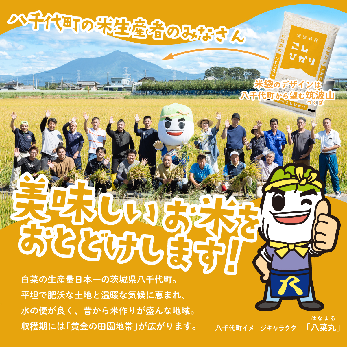 茨城県八千代町のふるさと納税 【スピード発送】コシヒカリ 5kg (5kgx1袋) 令和7年産 茨城県産 こしひかり 白米 精米 茨城県 八千代町 お米 米 [SF294yai]