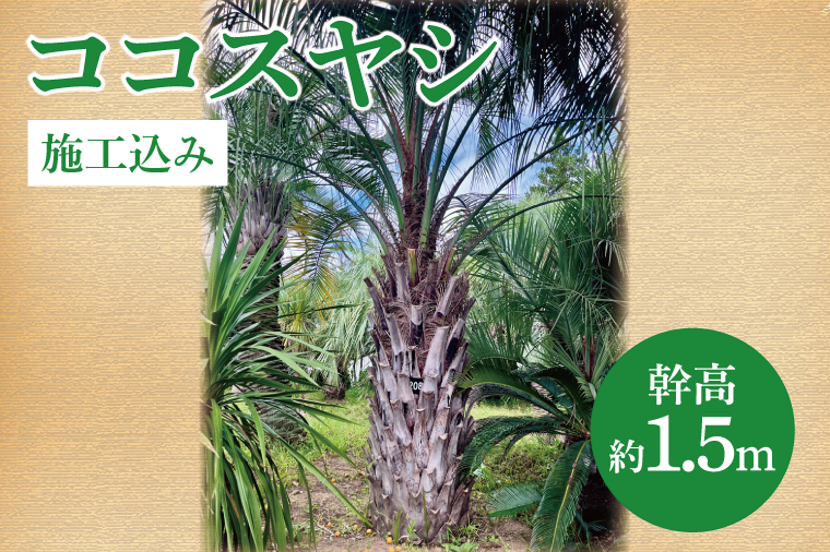 y錧zRRXV 1.5my{H݁zV̖ V ][g K[f  ʑ 썑  ϗtA 