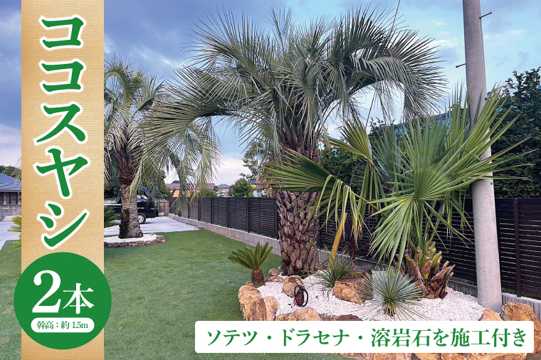 ココスヤシ 幹高約1.5m2本・ソテツ・ドラセナ・溶岩石【施工