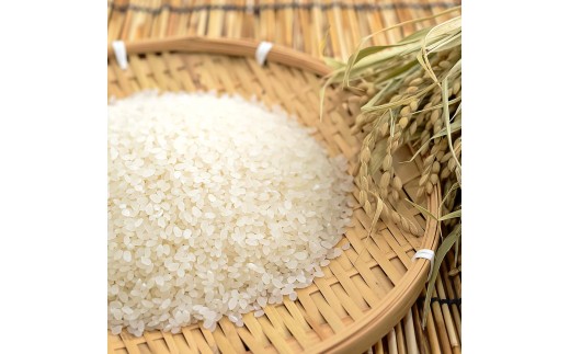 コシヒカリ 5kg 5キロ 精米 白米 お米 ご飯 ごはん 米 kome こめ こしひかり 高知県産 国産 お取り寄せ 常温 高知県 高知 土佐市