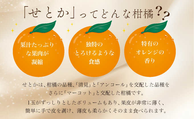 佐賀県大町町のふるさと納税 【先行予約】みかんの「大トロ」佐賀産かんきつ・せとか 約1.5kg(4-8玉) / ふるさと納税 佐賀 フルーツ濃厚 甘い 酸味 大町 贈答 ギフト 贈り物