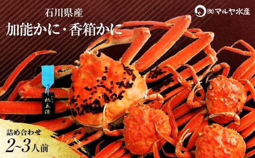 【石川県加賀市】石川県産 加能かに/ズワイガニ ( 産地証明タグ付 ) 大サイズ 1匹 + 香箱かに 3匹 詰合せ ( 2〜3人前 ) 12月16日〜12月26日発送 食べ比べセット ズワイガニ F6P-2763