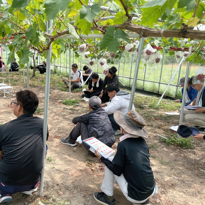 島根県限定！幻のぶどう ”神紅（しんく）” 1房 500g / 島根県邑南町