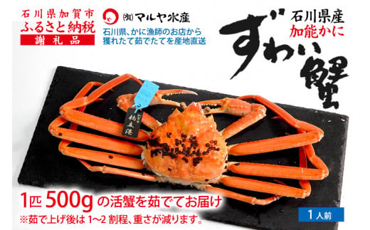 【1月20日～3月31日発送】【先行予約】【冷蔵発送】石川県産 加能かに ズワイガニ ( 産地証明タグ付 ) 茹で上げ前重量 約500g 1匹 中サイズ F6P-2746
