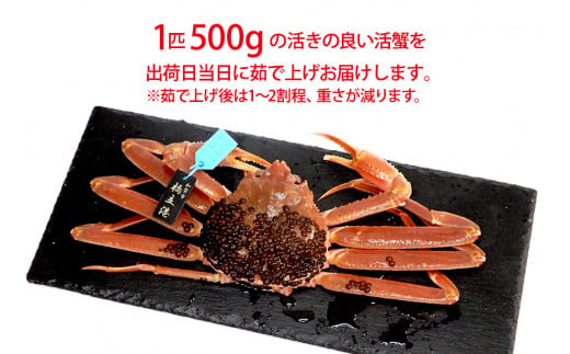 【1月20日～3月31日発送】【先行予約】【冷蔵発送】石川県産 加能かに ズワイガニ ( 産地証明タグ付 ) 茹で上げ前重量 約500g 1匹 中サイズ F6P-2746