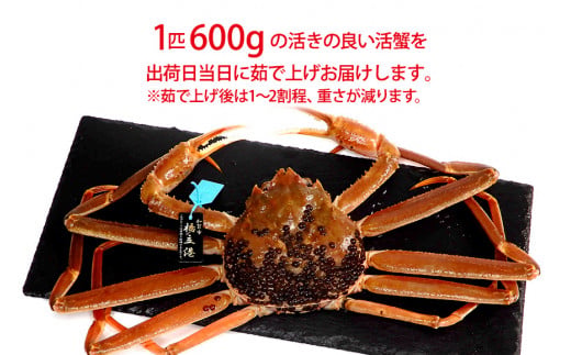 【12月16日～12月26日発送】【先行予約】【冷蔵発送】石川県産 加能かに ズワイガニ ( 産地証明タグ付 ) 茹で上げ前重量 約600g 1匹 中サイズ F6P-2748