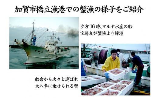 【12月16日～12月26日発送】【先行予約】【冷蔵発送】石川県産 加能かに ズワイガニ ( 産地証明タグ付 ) 茹で上げ前重量 約600g 1匹 中サイズ F6P-2748