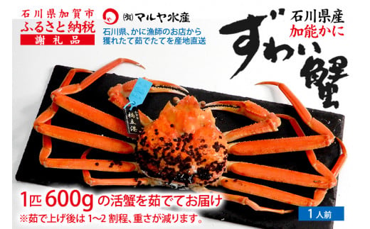 【1月20日～3月31日発送】【先行予約】【冷蔵発送】石川県産 加能かに ズワイガニ ( 産地証明タグ付 ) 茹で上げ前重量 約600g 1匹 中サイズ F6P-2749