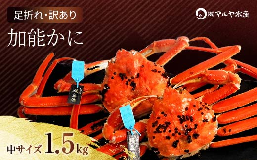 【石川県加賀市】石川県産 加能かに ズワイガニ ( 産地証明タグ付 ) 訳あり 足折れ 中サイズ 2〜3匹 合計1.5kg 1月20日〜 3月31日発送 産地証明 訳あり 家庭用 自宅用 足折れ 先行予約 予約 ブランド蟹 ボイル 茹で 蟹 復興 震災 コロナ 能登半島地震復興支援 北陸新幹線 F6P-
