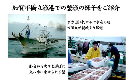 石川県産 加能かに ズワイガニ ( 産地証明タグ付 ) 訳あり 足折れ 中サイズ 2～3匹 合計1.5kg 1月20日～ 3月31日発送 産地証明 訳あり 家庭用 自宅用 足折れ 先行予約 予約 ブランド蟹 ボイル 茹で 蟹 復興 震災 コロナ 能登半島地震復興支援 北陸新幹線 F6P-2783