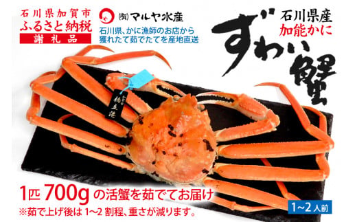 【12月16日～12月26日発送】【先行予約】【冷蔵発送】石川県産 加能かに ズワイガニ ( 産地証明タグ付 ) 茹で上げ前重量 約700g 1匹 大サイズ F6P-2751