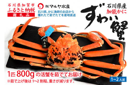 【12月16日～12月26日発送】【先行予約】【冷蔵発送】石川県産 加能かに ズワイガニ ( 産地証明タグ付 ) 茹で上げ前重量 約800g 1匹 特大サイズ F6P-2754