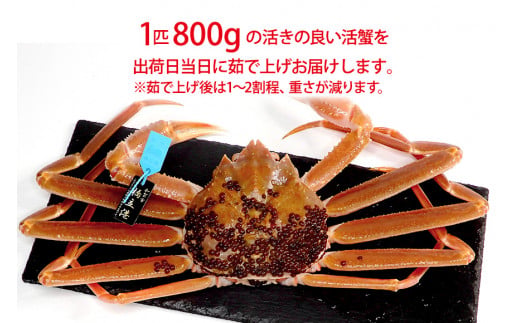 【1月20日～3月31日発送】【先行予約】【冷蔵発送】石川県産 加能かに ズワイガニ ( 産地証明タグ付 ) 茹で上げ前重量 約800g 1匹 特大サイズ F6P-2755