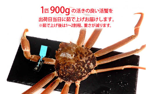 【11月10日～12月15日発送】【先行予約】【冷蔵発送】石川県産 加能かに ズワイガニ ( 産地証明タグ付 ) 茹で上げ前重量 約900g 1匹 特大サイズ F6P-2756
