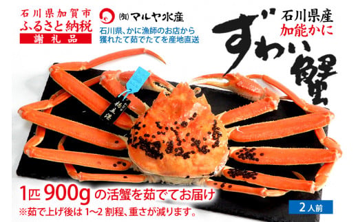 【12月16日～12月26日発送】【先行予約】【冷蔵発送】石川県産 加能かに ズワイガニ ( 産地証明タグ付 ) 茹で上げ前重量 約900g 1匹 特大サイズ F6P-2757