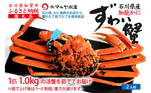 【12月16日～12月26日発送】【先行予約】【冷蔵発送】石川県産 加能かに ズワイガニ ( 産地証明タグ付 ) 茹で上げ前重量 約1.0kg 1匹 特大サイズ F6P-2760